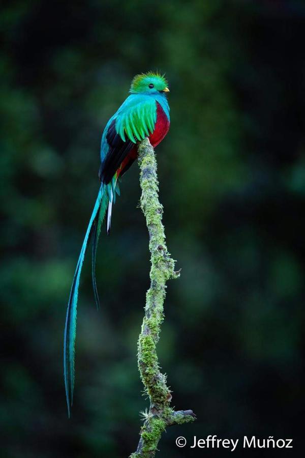 Cabana Anturios Сан-Хосе Екстер'єр фото