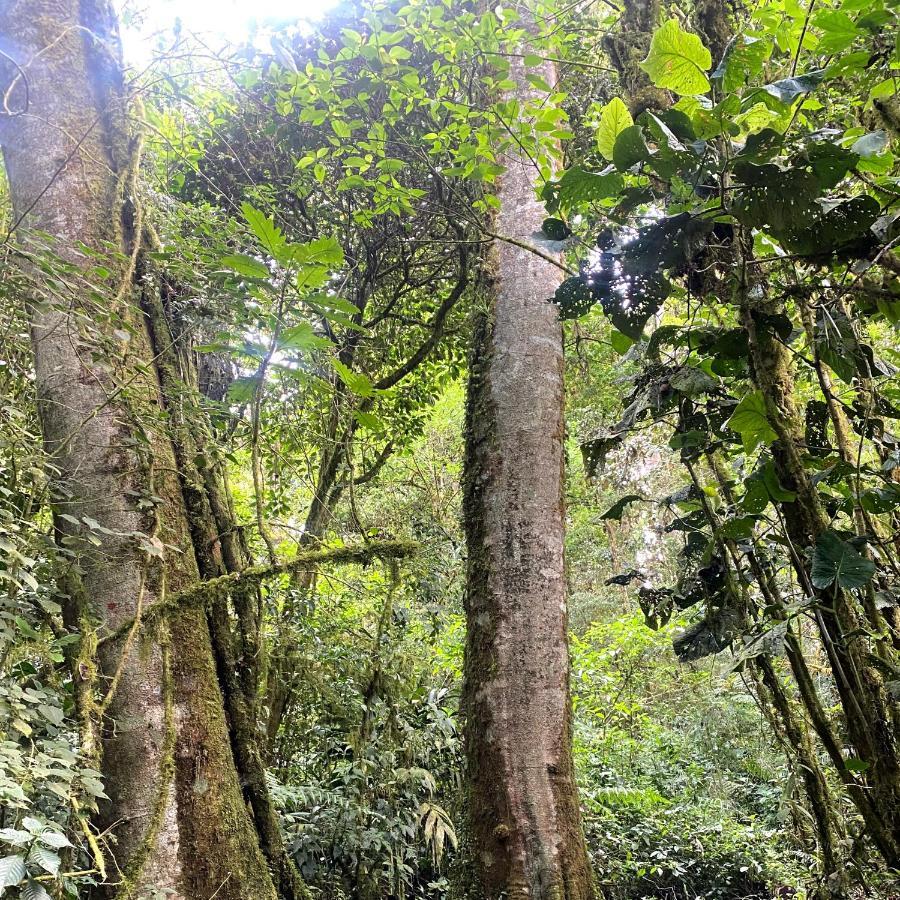 Cabana Anturios Сан-Хосе Екстер'єр фото